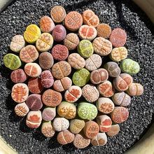 Stapelia Pulchella Seeds for colorful blooms in the home garden flower bed