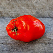 Polierpaste Tomato Seeds (Solanum lycopersicum) for a reliable harvest in the home garden and vertical gardening