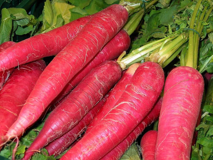 Organic Carrot Mix Daucus Carota Vegetable Seeds for Planting in Kitchen Garden and Raised Beds - for planting in home garden