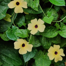 Black Eyed Susan Seeds (Rudbeckia hirta) for seasonal color across the backyard garden and ornamental planting