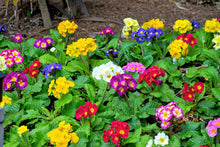 Primula Seeds for a bright addition to the Primula colors flower bed window box