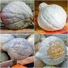 Blue Hubbard Pumpkin Seeds valued by growers for vegetable Fall Harvest