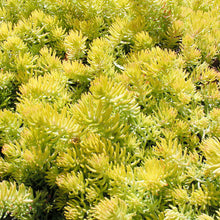 Sedum Rupestre Plant Seeds for a lasting display in the Ground Cover Garden