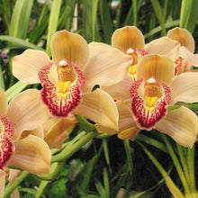 Green Cymbidium Orchid Seeds for growers seeking a long-blooming display