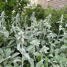 Lamb's Ear Plant Seeds (Stachys byzantina) for growers filling out the Flower Garden