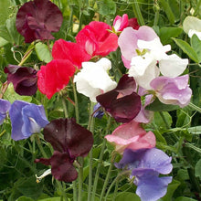 Sweet pea flower Seeds (Lathyrus latifolius) for a reliable harvest in the vertical gardens or balcony trellises