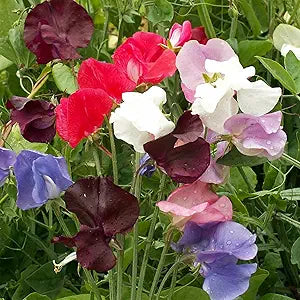 Lathyrus Sweet Pea Fragrant Mix seeds for aromatic blooms