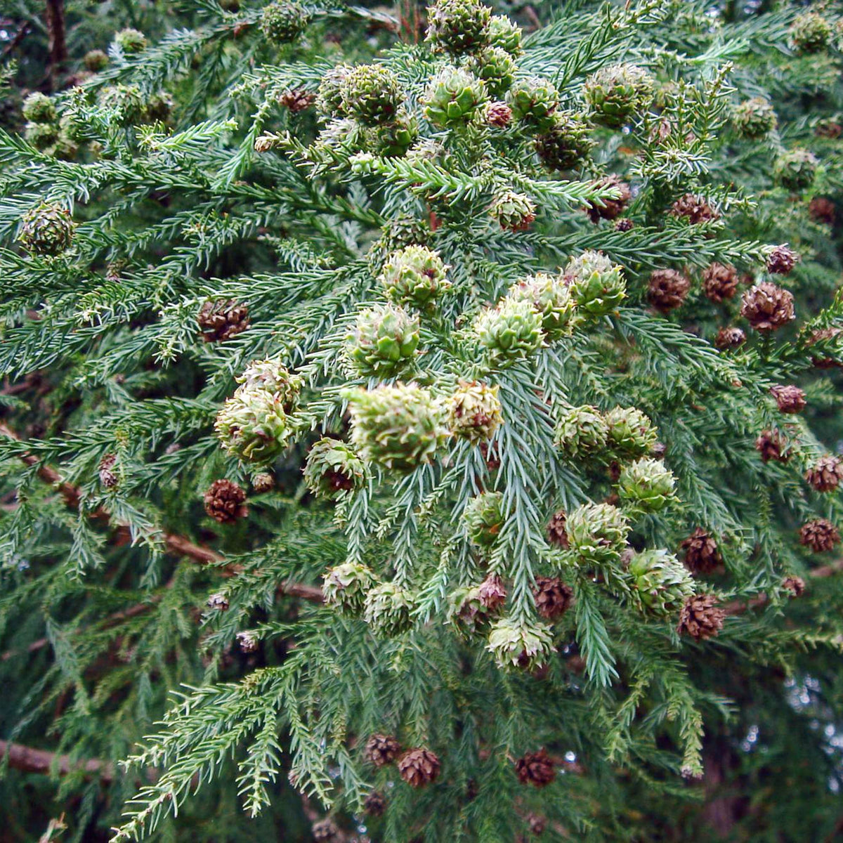 Japanese Cedar ��������� Cryptomeria japonica ��������� for bonsai planting