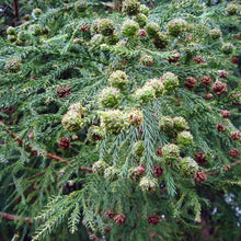 Japanese Cedar ��������� Cryptomeria japonica ��������� for bonsai planting