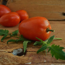 Large Pumpkin Seeds (Cucurbita pepo) for growers stocking the Garden