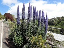 Echium Pininana Blu Campanile Torre di Gioielli Rosette Seeds for growers seeking a long-blooming display