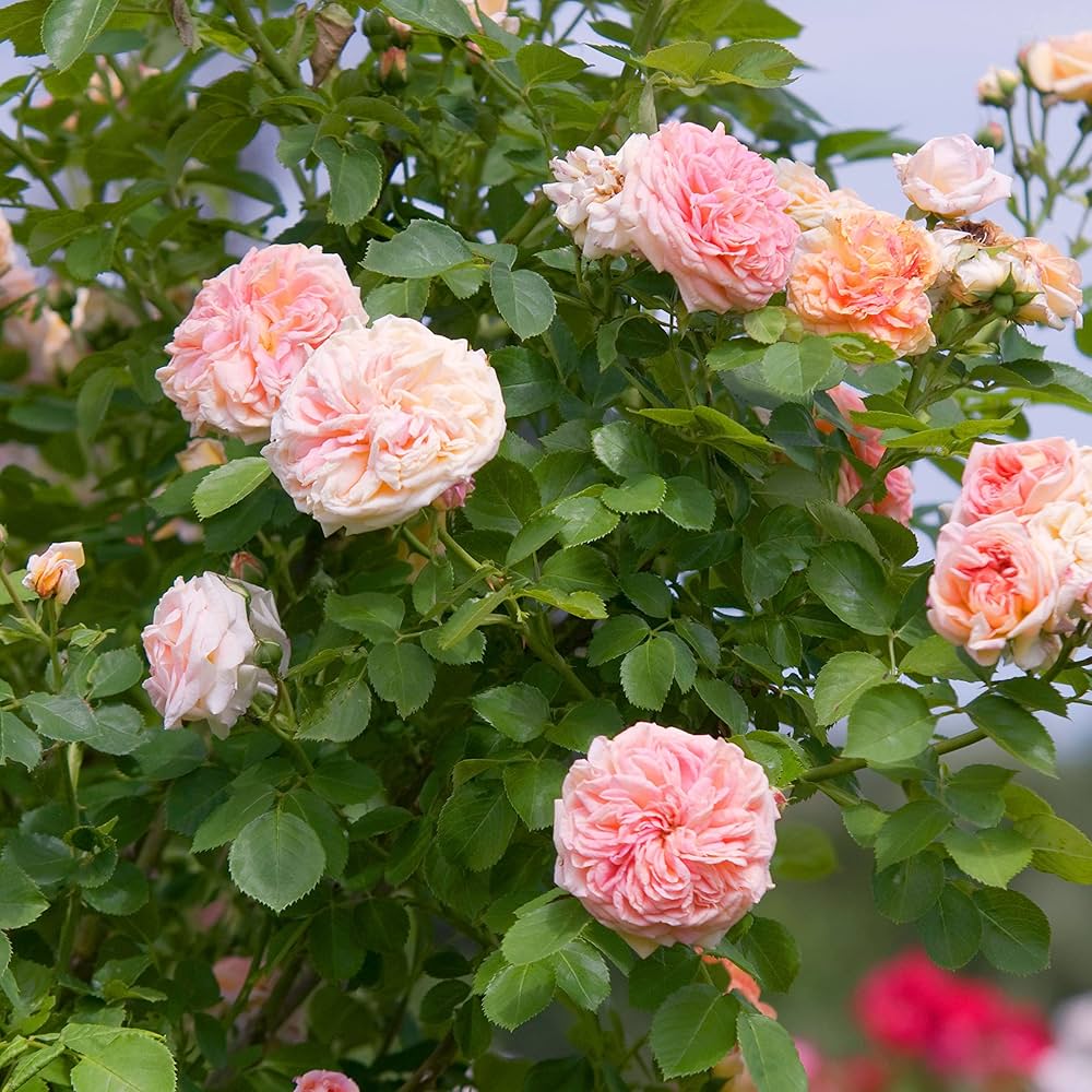 Rose Red Perennial Flower - for planting in home garden