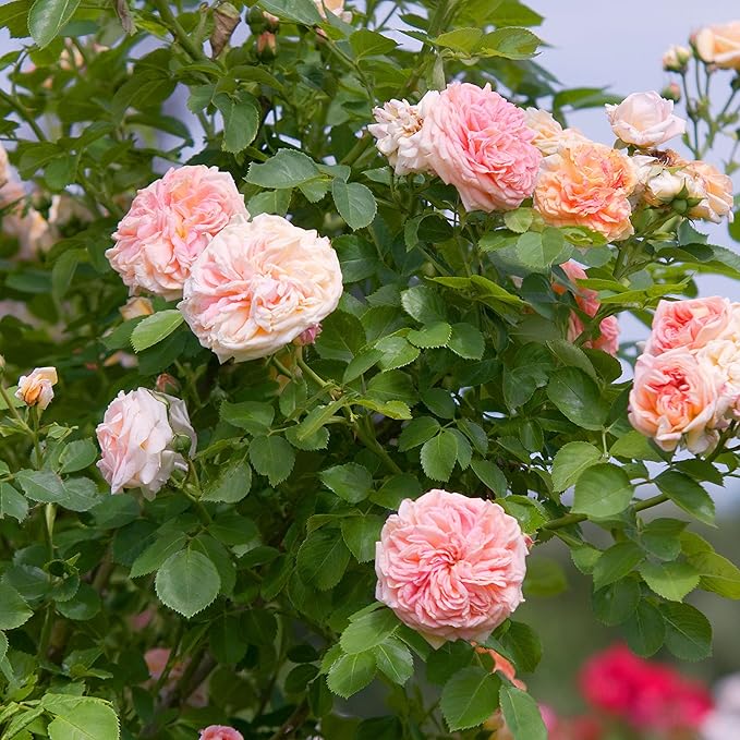 Rose seeds for planting – perennial flowering plant seeds with layered petals, suitable for gardens, landscapes, and container gardening