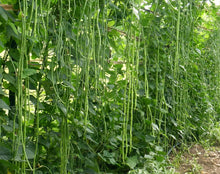 Brown tepary bean – Phaseolus acutifolius – heirloom drought-resistant seed