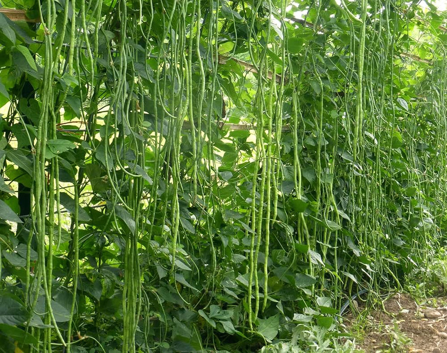 Brown tepary bean – Phaseolus acutifolius – heirloom drought-resistant seed