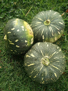 Apple Pumpkin Seeds (Cucurbita pepo) for growers stocking the vegetable patch and backyard garden