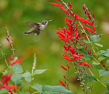 Salvia Salvia Coccinea Seeds for seasonal color across the Pollinator Garden Borders