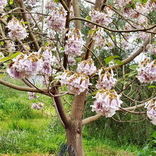 Royal Empress Tree – Paulownia tomentosa – for planting in ornamental garden