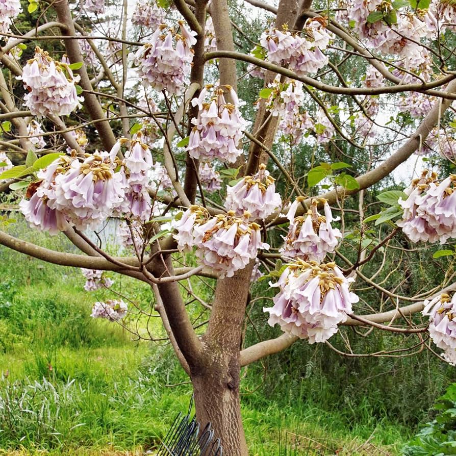 Royal Empress Tree – Paulownia tomentosa – for planting in ornamental garden