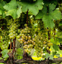 Merlot Grape Seeds (Vitis vinifera) for a homegrown harvest from the vineyard and backyard gardens