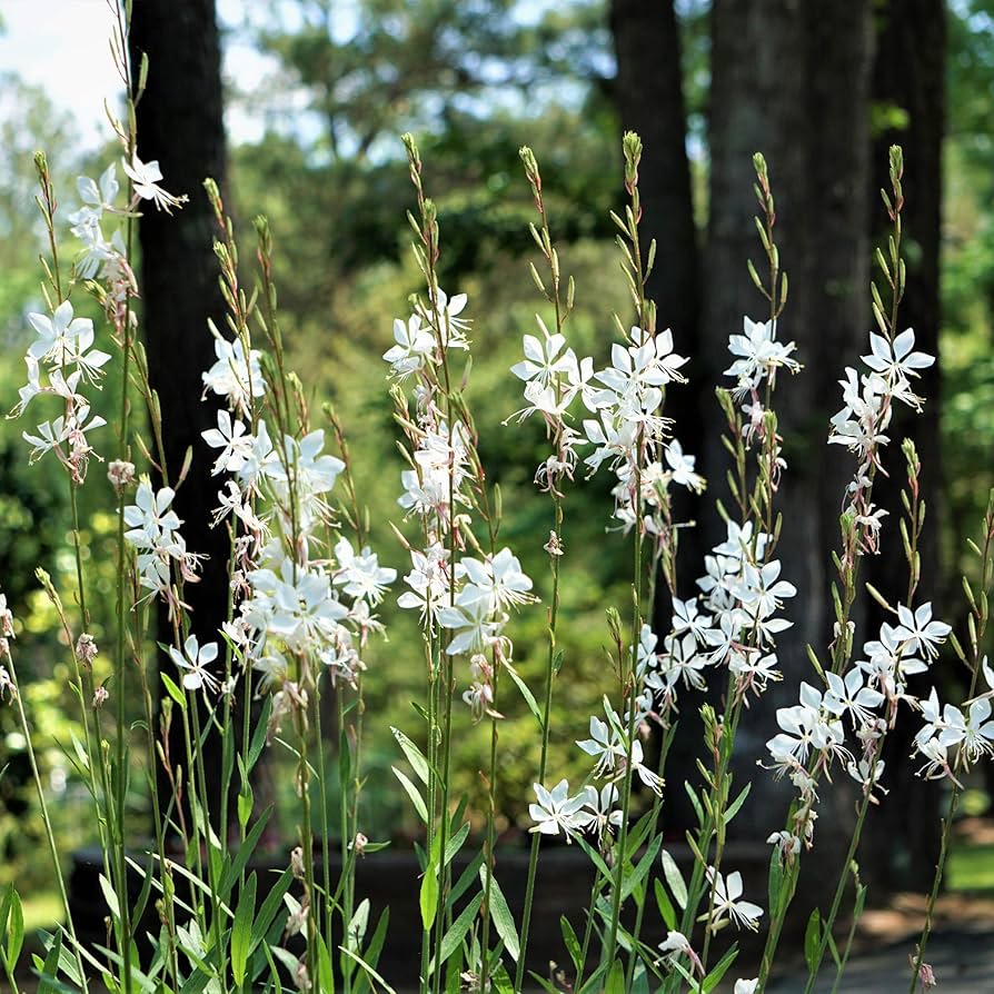 Gaura Gaura Lindheimeri Large-Flowered Butterfly Flower Seeds for Planting – Pollinator-Friendly Blooms for Garden Beds