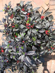 Black Pearl Pepper Seeds for a reliable harvest in the Spicy Garden