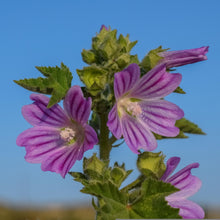 Bright Pink Malva Seeds (Malva sylvestris) for colorful blooms in the home garden and planting