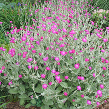 Lychnis Rosette Seeds for reliable seasonal color