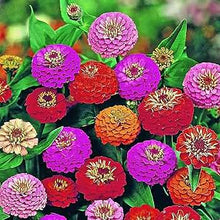 Exotic Rose Rosas Seeds for a lasting display in the Wedding or Balcony Garden