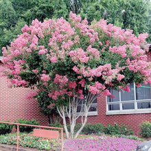 Purple Foliage Lagerstroemia Rosa Velour Crape Myrtle Seeds for growers seeking a long-blooming display