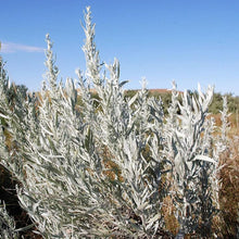 Silver Sagebrush Seeds for gardeners building out beds and borders