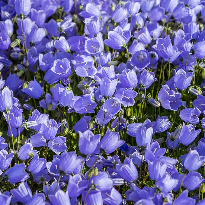 Bellflower Campanula spp. flower seeds for planting in home garden or container garden - for planting in home garden