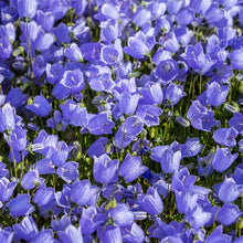 Bellflower Seeds for a lasting display in the Campanula bed rock garden