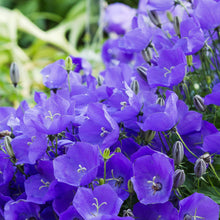 Bellflower Campanula Carpatica Seeds for planting in rock garden