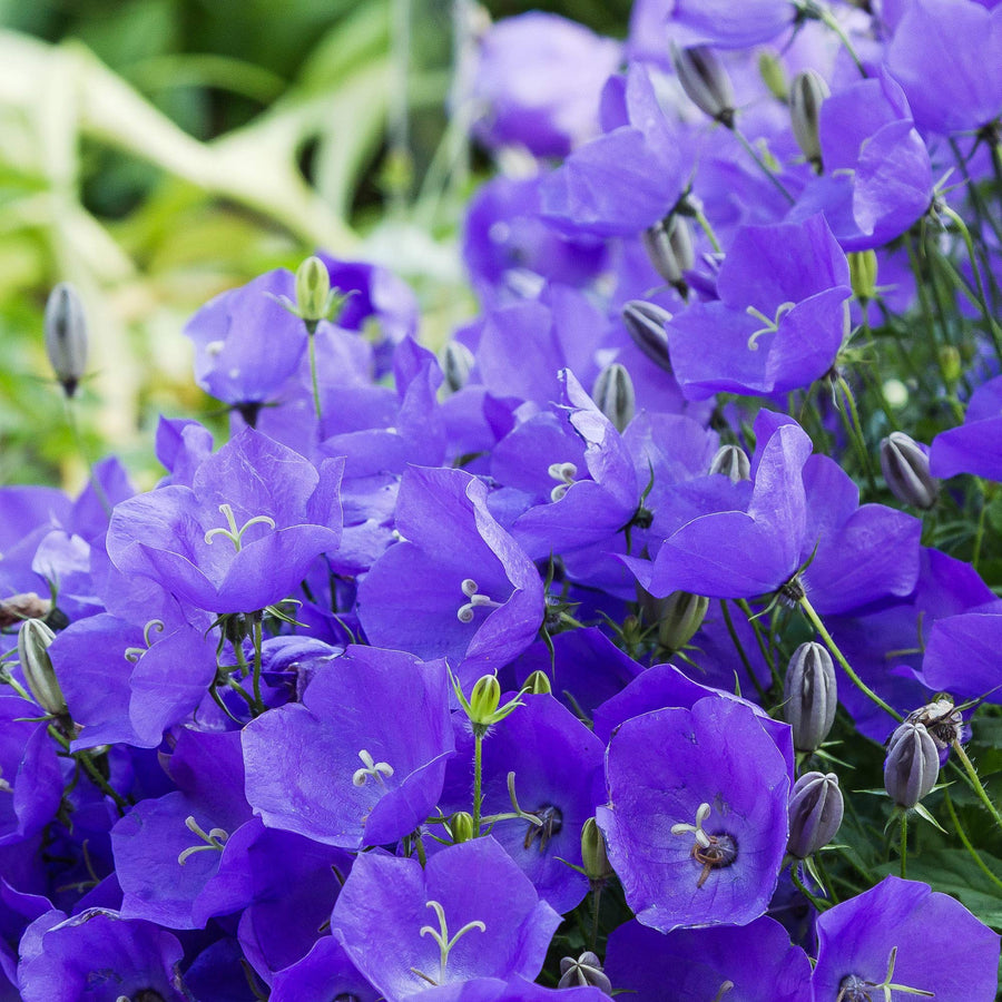 Bellflower Campanula Carpatica Seeds for planting in rock garden