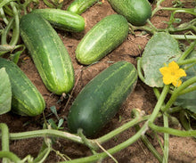 Cucumber Seeds for productive rows in the Rare Bonsai Vegetable Garden Plants ( pcs