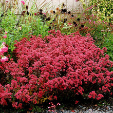 Red Moss Seeds (Sedum album) for low-maintenance growing in the rock gardens and indoor succulent trays