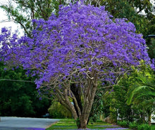 Jacaranda Tree – Jacaranda mimosifolia – for ornamental garden