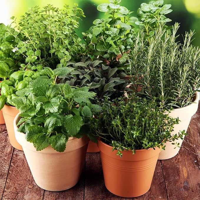 Stockel herb seeds for herbal gardening