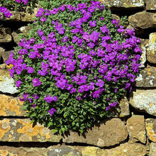 Roccia Cress Aubrieta Cascade Purple Flower Plant Seeds for reliable seasonal color