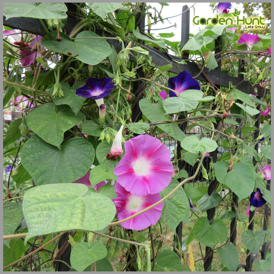 Beach Morning Glory (Ipomoea pes-caprae) for planting in coastal garden