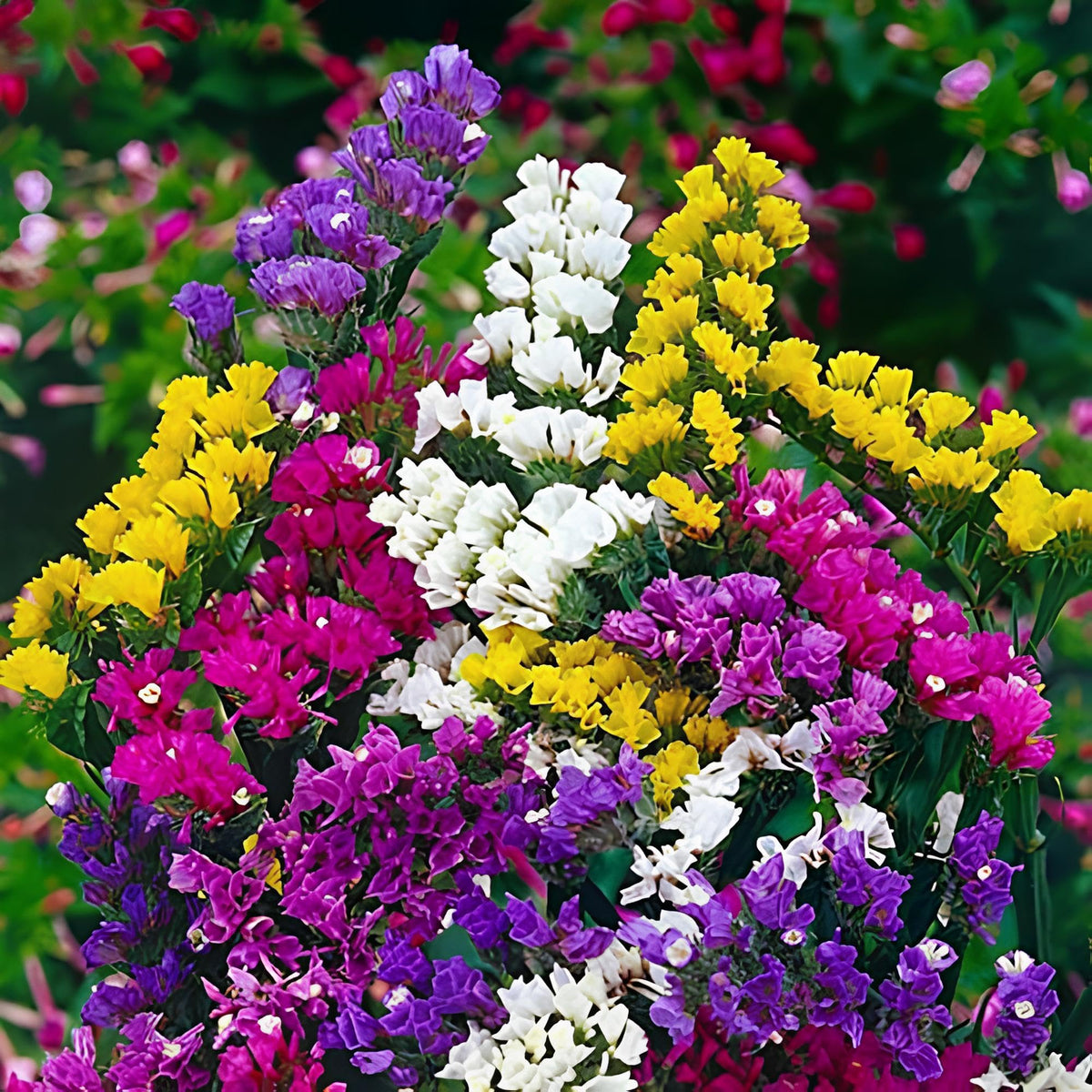 Statice Fortress Mix for planting