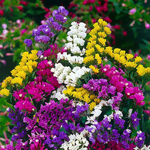 Statice Fortress Mix for planting
