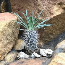 Buddha Belly Plant Seeds (Pachypodium lamerei) for seasonal color across the Home Garden