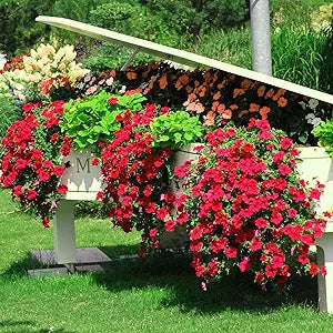 Petunia Storm Red Flower Seeds â€“ Weather-Resistant Variety with Striking Red Flowers