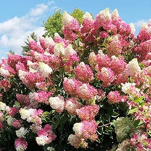 Hydrangea flower seeds for planting in home garden