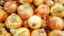 Onion Seeds (Allium cepa) for a reliable harvest in the Vegetable Patch & Garden