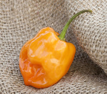 Plant Seeds (Habanero pepper) for productive rows in the kitchen garden or balcony containers