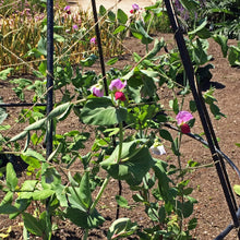 Organic Pea Pisum sativum vegetable seeds for kitchen garden and backyard containers - for planting in home garden