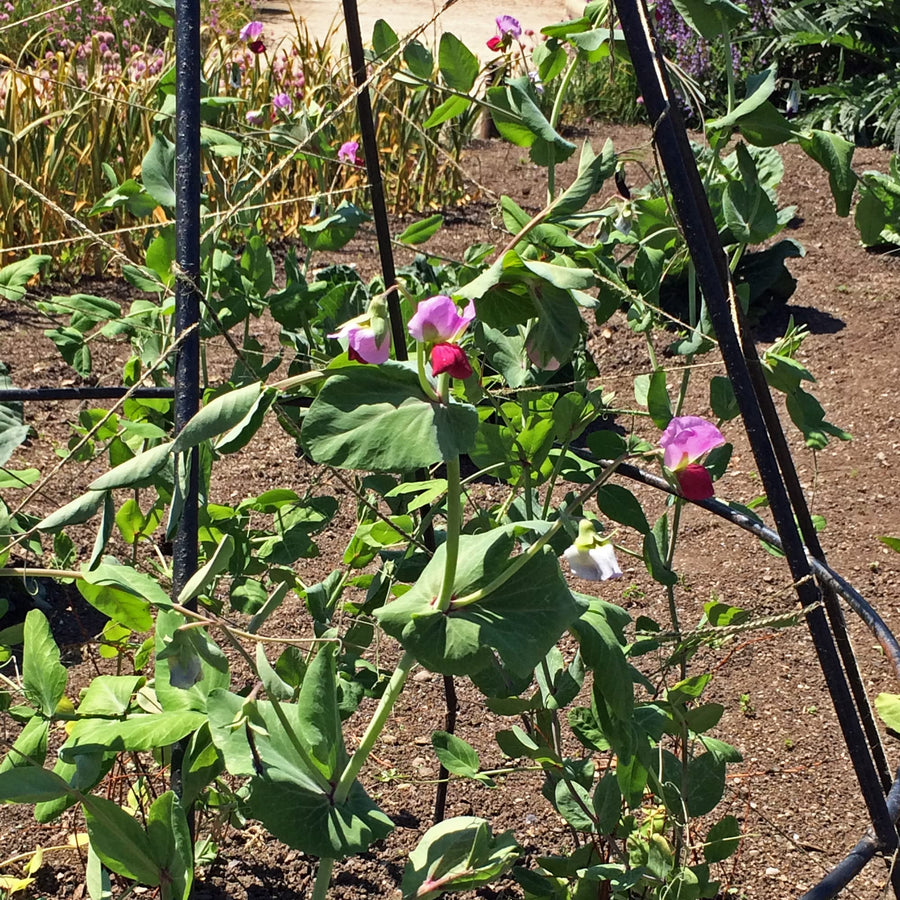 Organic Pea Pisum sativum vegetable seeds for kitchen garden and backyard containers - for planting in home garden